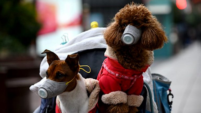 Lee más sobre el artículo Medidas del Coronavirus para Mascotas | Estado de Alarma