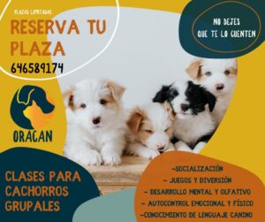 Vigoplan | Clases Para Cachorros Grupales Oracan