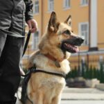 Exhibición de Unidades Policiales en Vigo