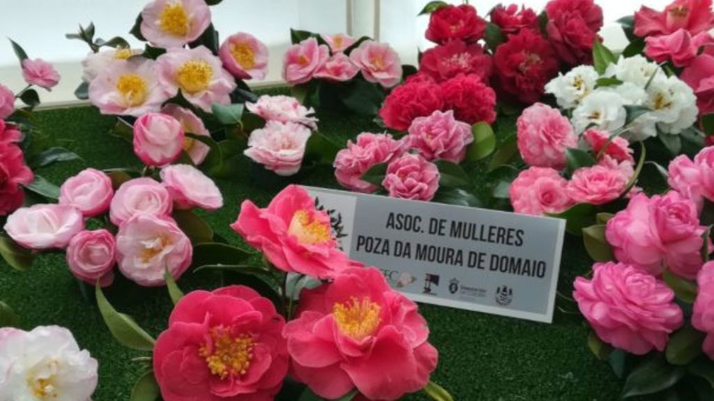 Vigoplan | Exposición De Camelias De Domaio