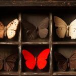 La Zaranda | Mostra de Teatro de Cangas