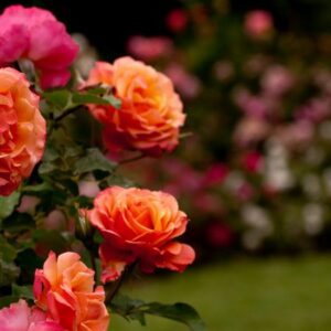 Vigoplan | Fiesta De La Rosa De Mos