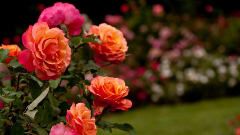 Vigoplan | Fiesta De La Rosa De Mos