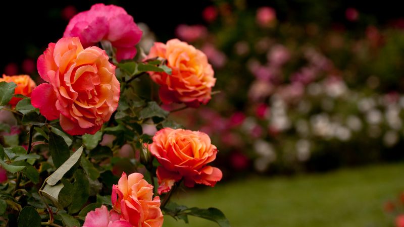 Vigoplan | Fiesta De La Rosa De Mos