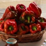 Vigoplan | Exaltación Del Pimiento De Guláns