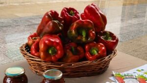 Vigoplan | Exaltación Del Pimiento De Guláns