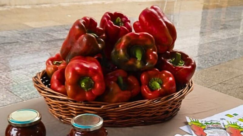 Vigoplan | Exaltación Del Pimiento De Guláns
