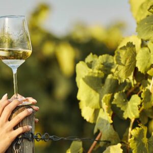 Vigoplan | Vino Tea