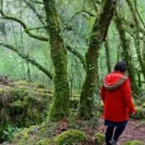 Vigoplan | Monte Do Couso