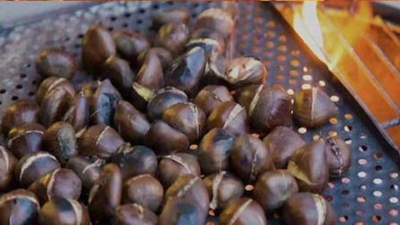 Vigoplan | Magosto De Camos