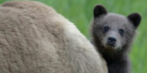 Vigoplan | Miña Nai!