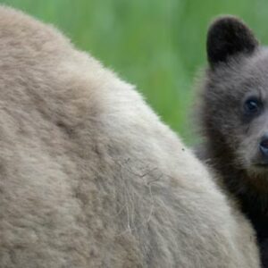 Vigoplan | Miña Nai!