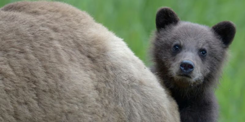 Vigoplan | Miña Nai!