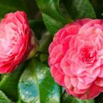 Vigoplan | Certamen Camelia Soutomaior 2026