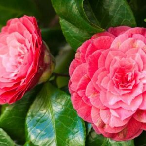 Vigoplan | Certamen Camelia Soutomaior 2026