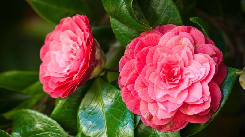 Vigoplan | Certamen Camelia Soutomaior 2026