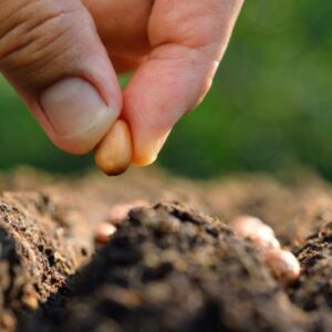 Vigoplan | Troco De Sementes