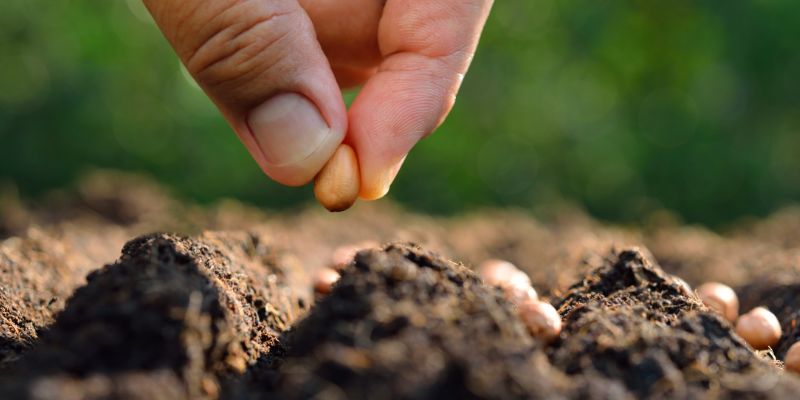 Vigoplan | Troco De Sementes