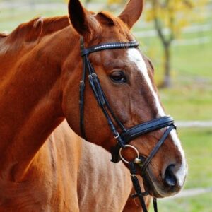 Vigoplan | Concentración Cabalar San Telmo 2026