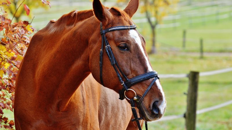 Vigoplan | Concentración Cabalar San Telmo 2026