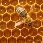 Vigoplan | Feira Apícola Das Rías Baixas De Porriño