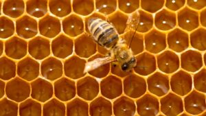 Vigoplan | Feira Apícola Das Rías Baixas De Porriño