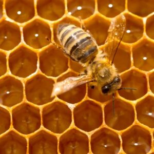 Vigoplan | Feira Apícola Das Rías Baixas De Porriño