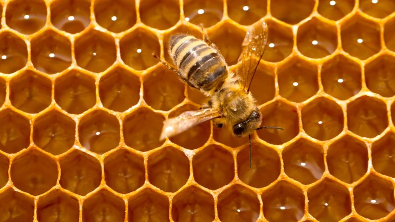 Vigoplan | Feira Apícola Das Rías Baixas De Porriño