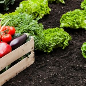 Vigoplan | Feira De Cultivos Do Baixo Miño 2026