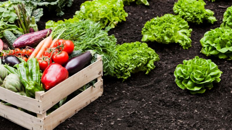 Vigoplan | Feira De Cultivos Do Baixo Miño 2026