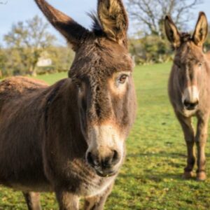 Vigoplan | Festa De Os Nosos Fariñeiros Burros