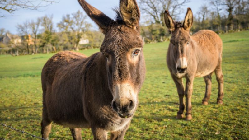 Vigoplan | Festa De Os Nosos Fariñeiros Burros