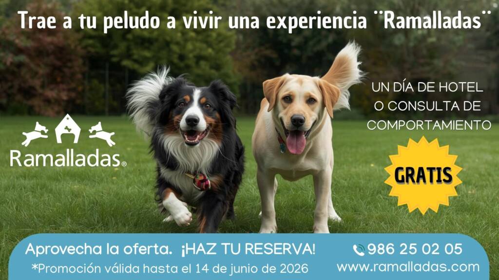 Vigoplan | Ramalladas