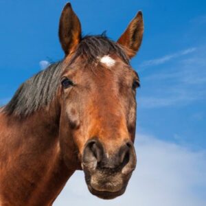 Vigoplan | Ruta Cabalar De Vilaza