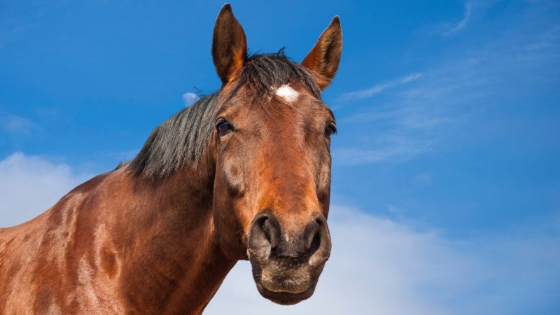 Vigoplan | Ruta Cabalar De Vilaza