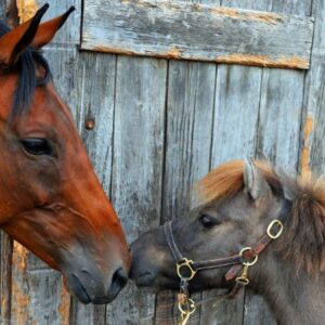 Vigoplan | Xuntanza Cabalar De O Freixo