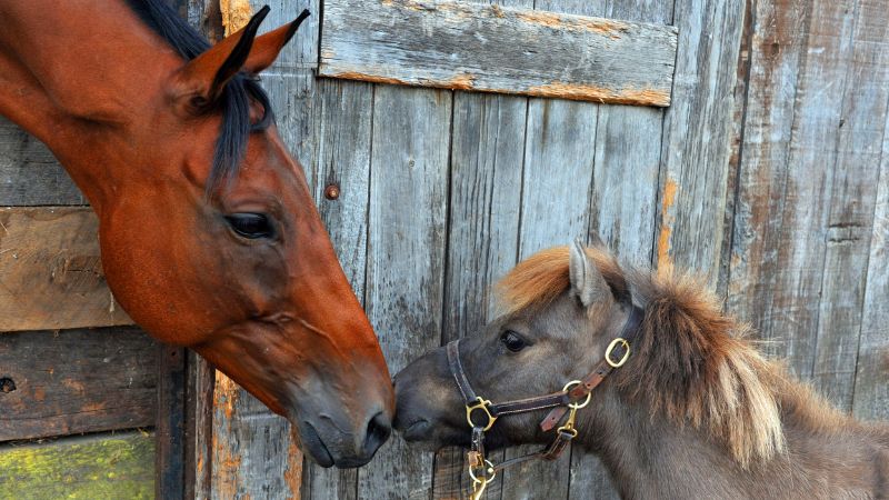 Vigoplan | Xuntanza Cabalar De O Freixo