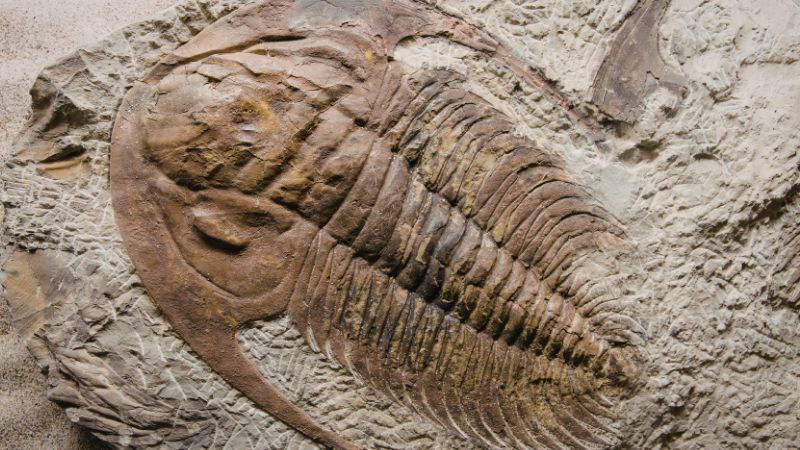 Vigoplan | Feria De Minerales Ponteareas