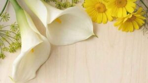 Vigoplan | Festa Dos Maios Redondela 2026