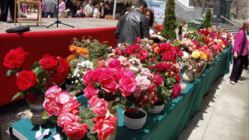 Vigoplan | Fiesta De La Rosa 2026 De Mos